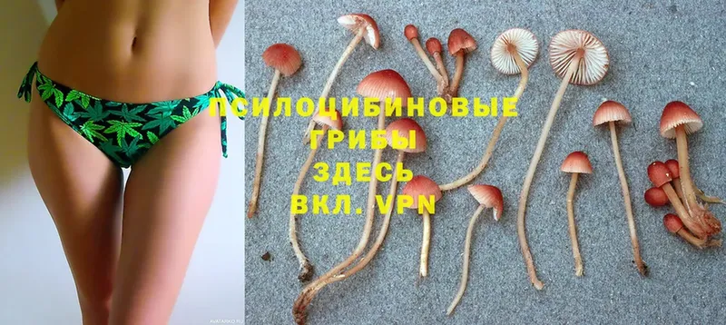 Псилоцибиновые грибы Psilocybe  где можно купить   Кодинск 